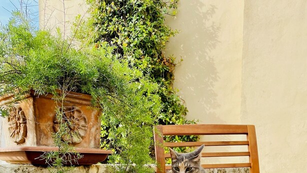 A table with a wine bottle and glasses, a cat on a chair, and a decorative wall. - Deluxe 100m² Historic Suite with Private Terrace (San Pietro In Lama)