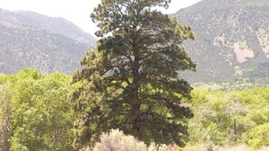 A single pine tree in a natural landscape with hills in the background. - Premium full-hookup drive-through RV 1 space with direct access to  Paiute Trail (Marysvale)