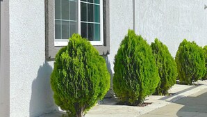 A building with a white exterior, a window with a white frame, and the number 700. There are four small, green, conical bushes in front of the window. - Motel6 Yuba City, CA (Yuba City)