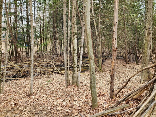 Un bosque con árboles altos y el suelo cubierto de hojas secas.