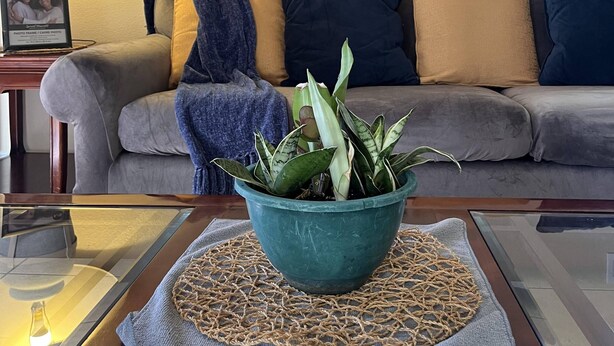 Una sala de estar con un sofá gris, una manta azul y amarilla, una planta en maceta color turquesa y una foto en un marco sobre una mesita de noche.