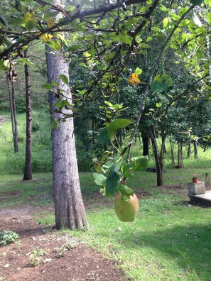 Apartment, 2 Bedrooms, Patio | Exterior - Apartment In San Cristobal De Las Casas, Wifi (San Cristóbal de las Casas)