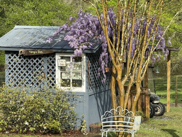 A small, rustic building labeled "Tony's Inn" with a lattice front and purple wisteria hanging over it.