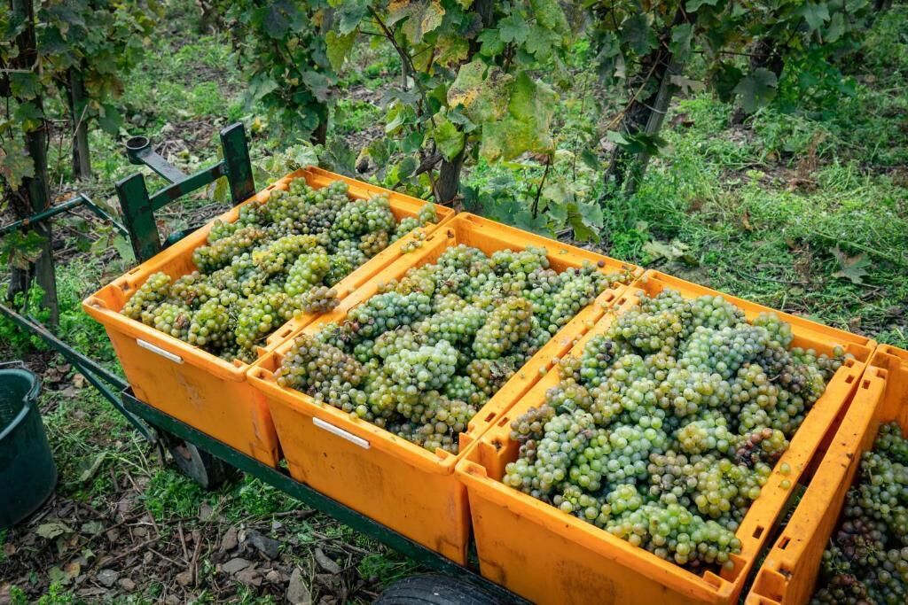 A yellow wheelbarrow filled with green grapes in a vineyard.