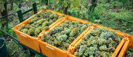 A yellow wheelbarrow filled with green grapes in a vineyard.