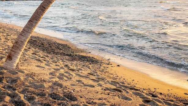 Una palmera en la playa con el océano al fondo.