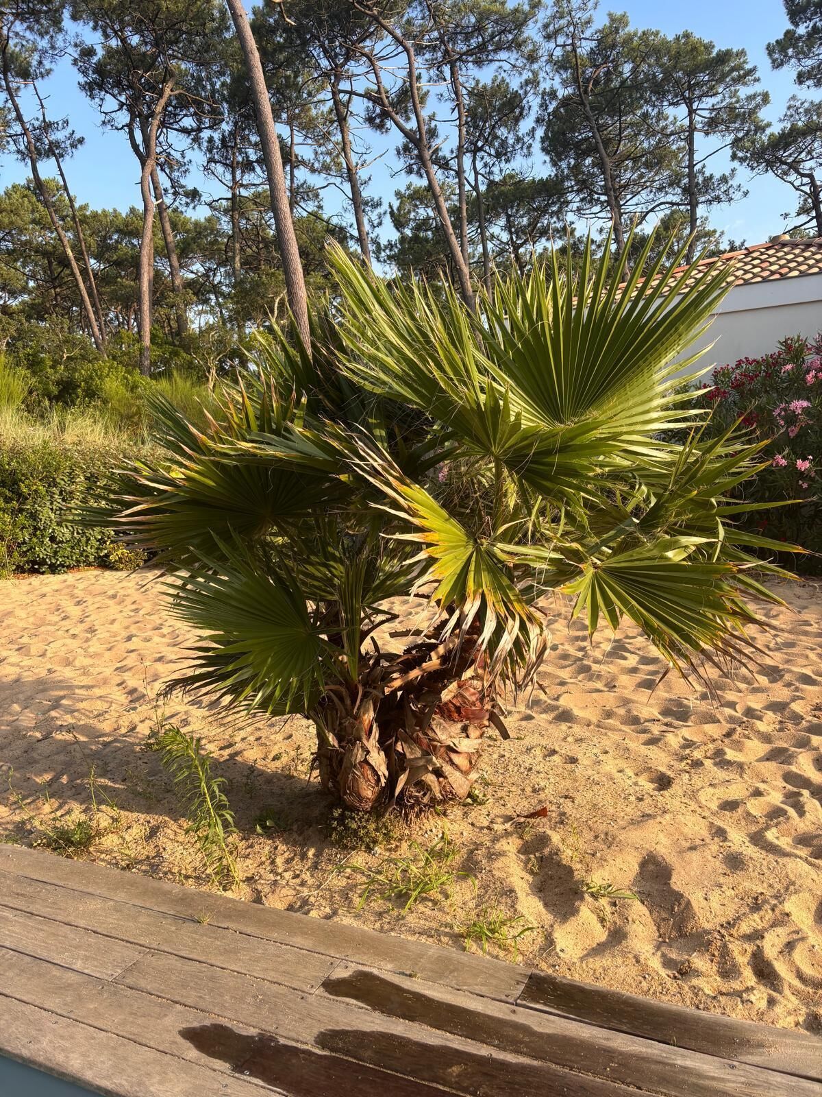 A palm tree in a sandy area with a wooden deck in the foreground.