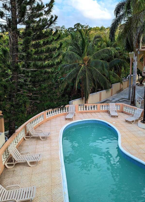 A swimming pool with lounge chairs and a palm tree.
