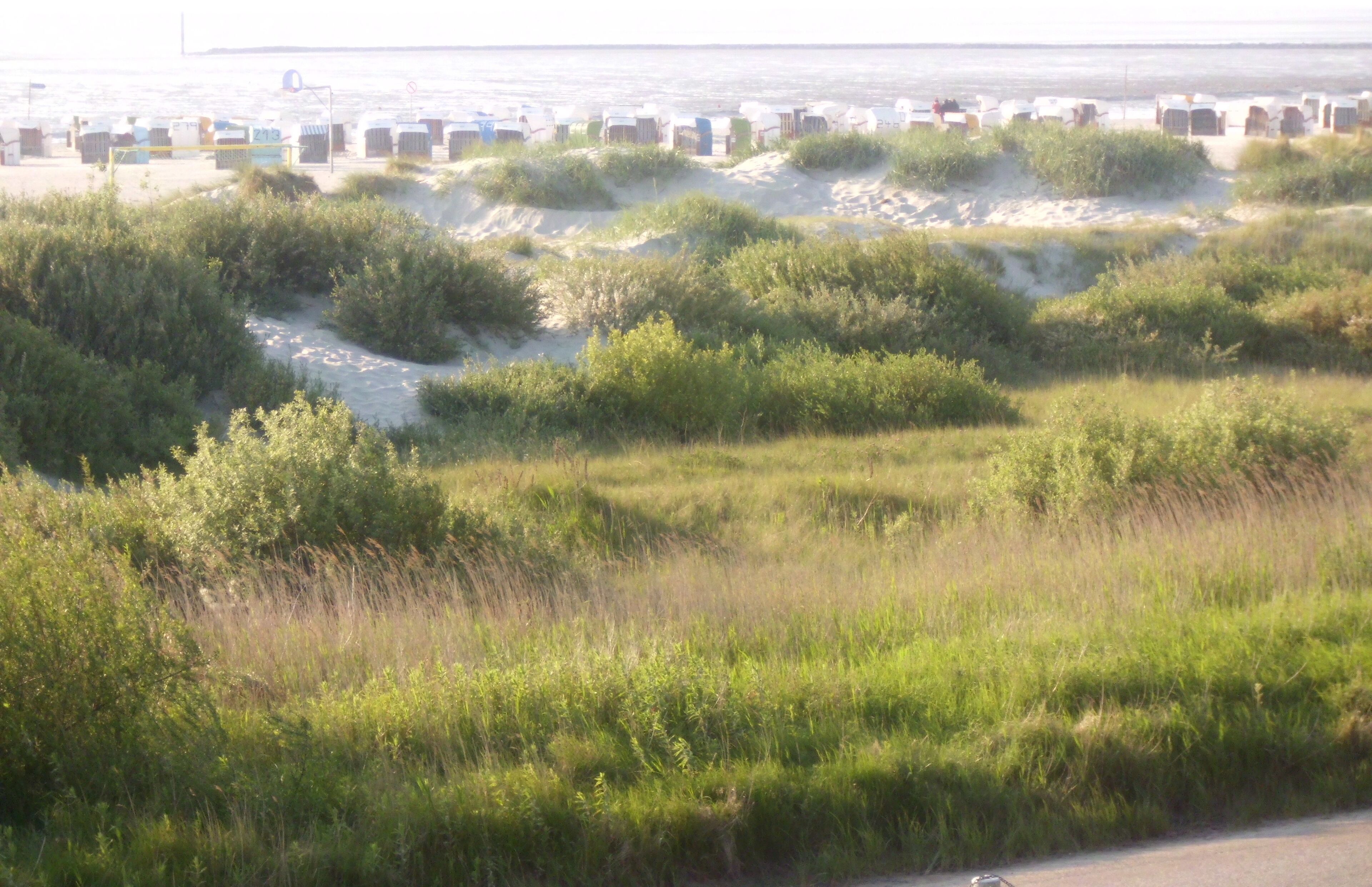 Eine Küstenlandschaft mit Dünen und Vegetation.