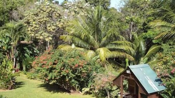 A small wooden cabin with a green roof, surrounded by lush tropical vegetation and a grassy area.