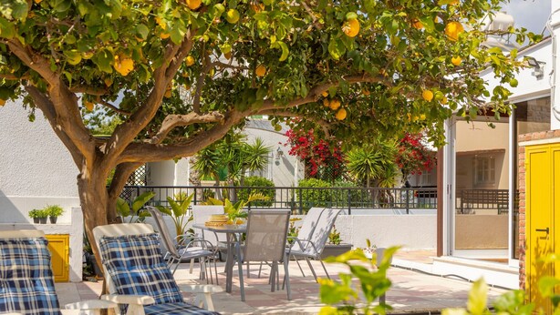 Un espace extérieur aménagé avec un arbre, des chaises et une table.