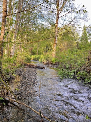 Un arroyo en un bosque con rocas y árboles.