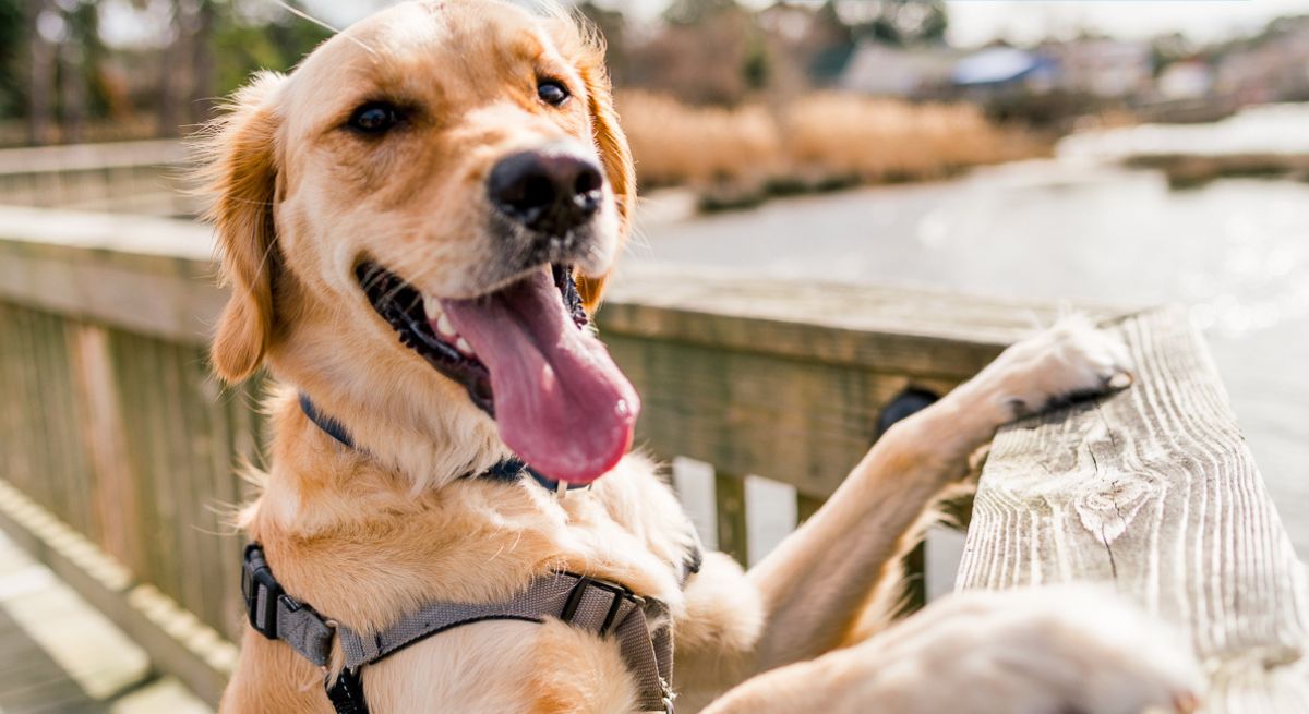 Un cane su un ponte, con un segnale che indica una casa che accetta animali domestici, con un limite massimo di quattro cani.