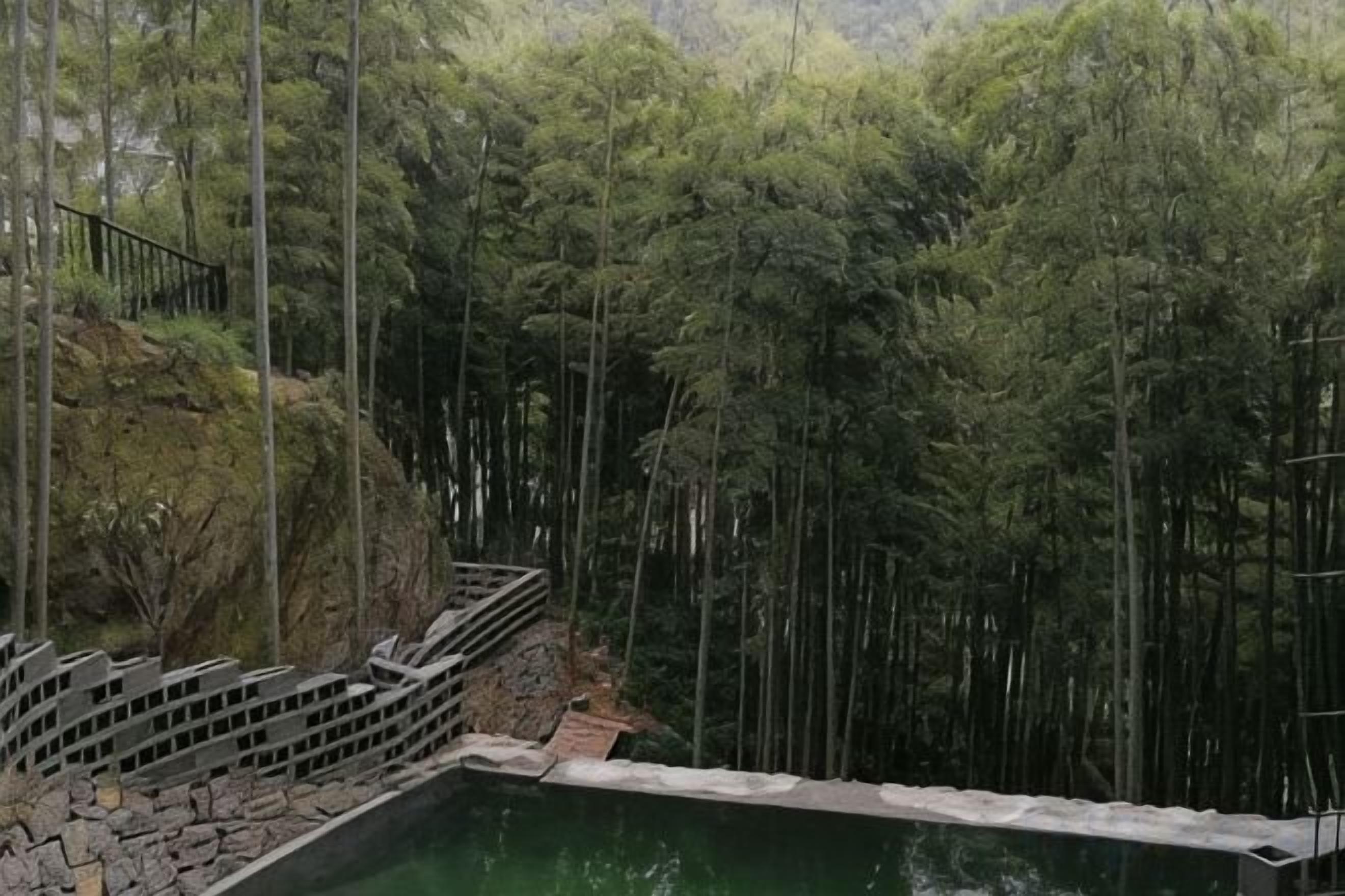 A pool surrounded by tall bamboo trees, with a stone staircase leading down to the water.