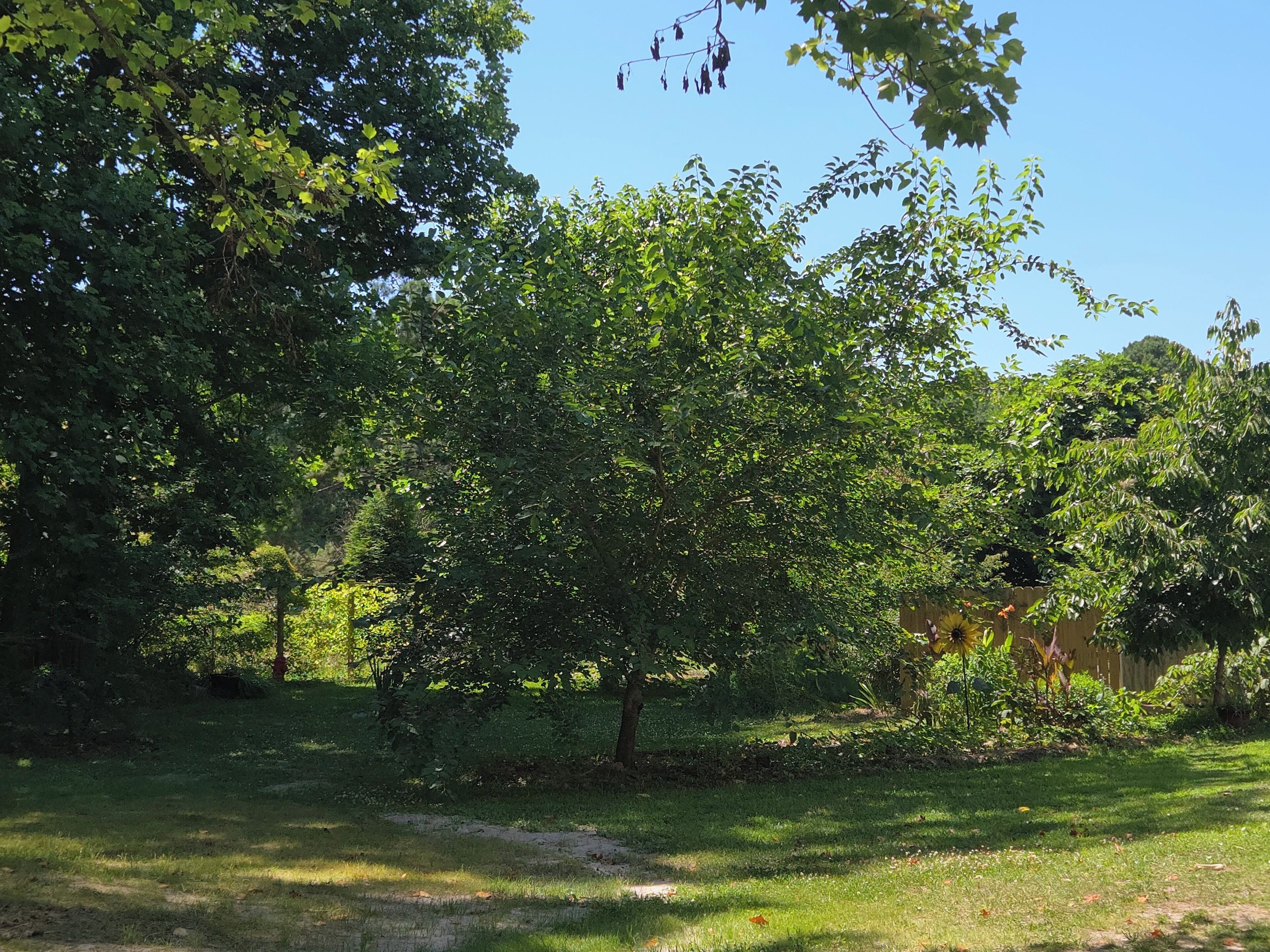 Een weelderig groen park met diverse bomen en een helderblauwe lucht.