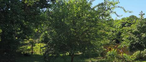 Een weelderig groen park met diverse bomen en een helderblauwe lucht.