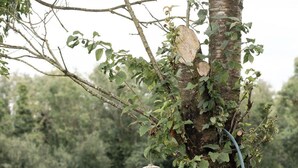 Un árbol con una maceta colgante y una manguera de jardín.