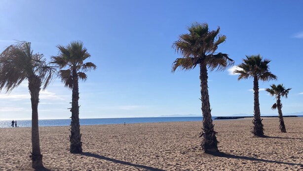 Ein Sandstrand mit Palmen und blauem Himmel.