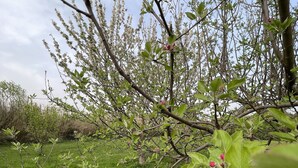Ein Garten mit grünem Rasen und Bäumen mit rosa Blüten.
