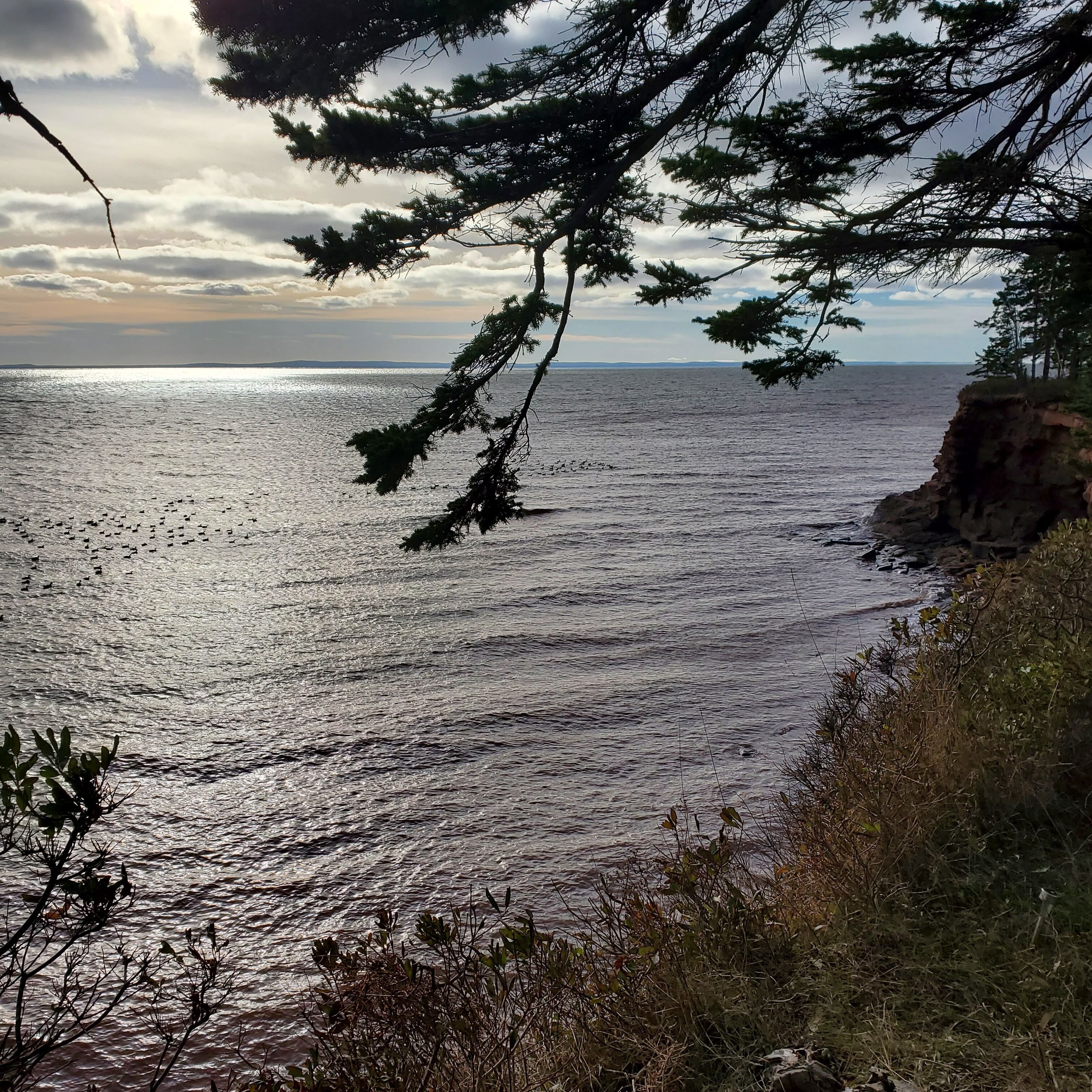A coastal landscape with a view of the sea, a rocky cliff, and a tree with branches overhanging the water.