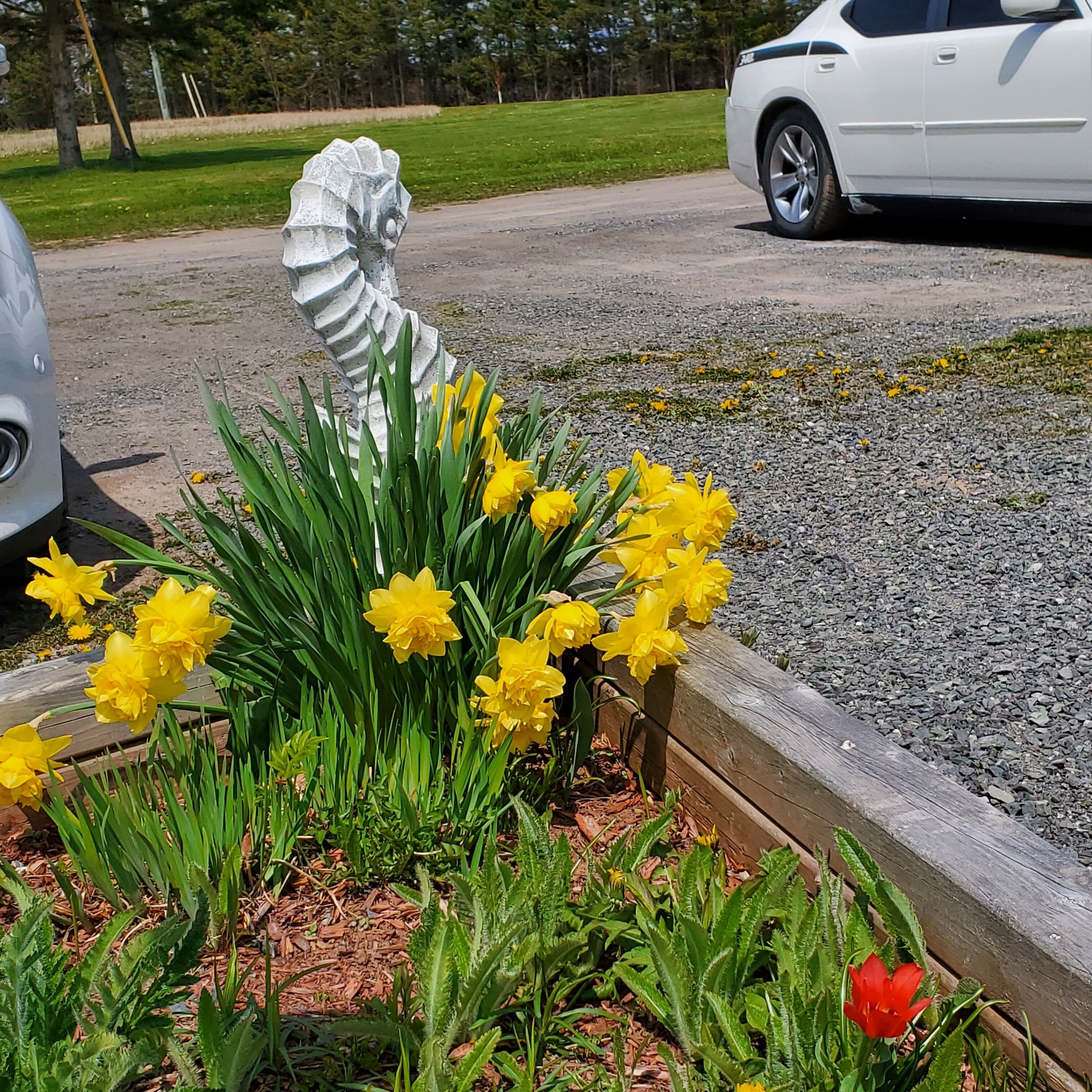 A garden with yellow daffodils, a wooden bench, and a white car parked nearby.