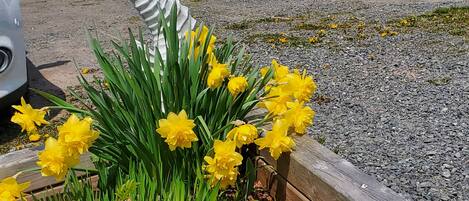 A garden with yellow daffodils, a wooden bench, and a white car parked nearby.