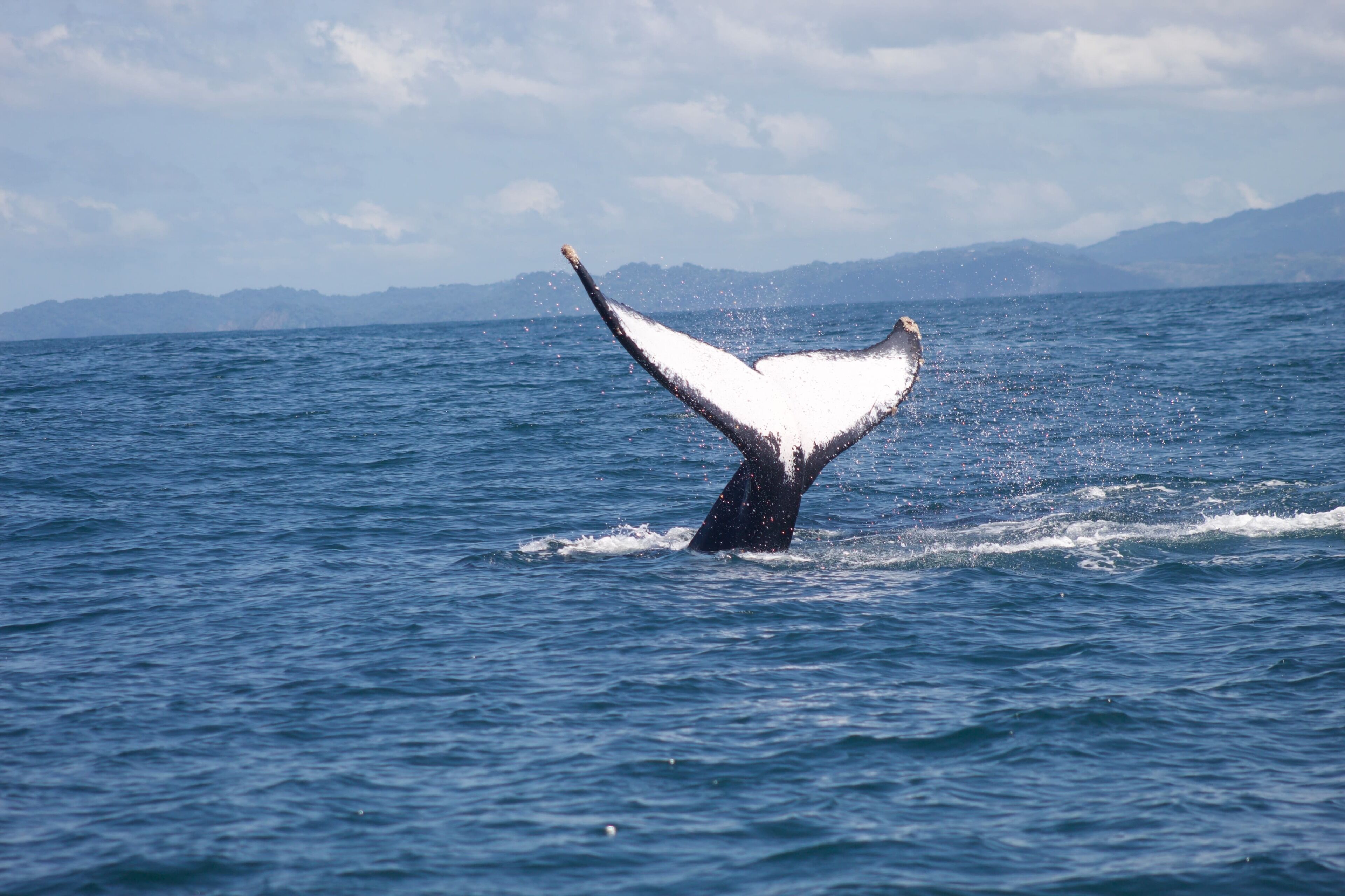 A whale's tail breaching the ocean surface.