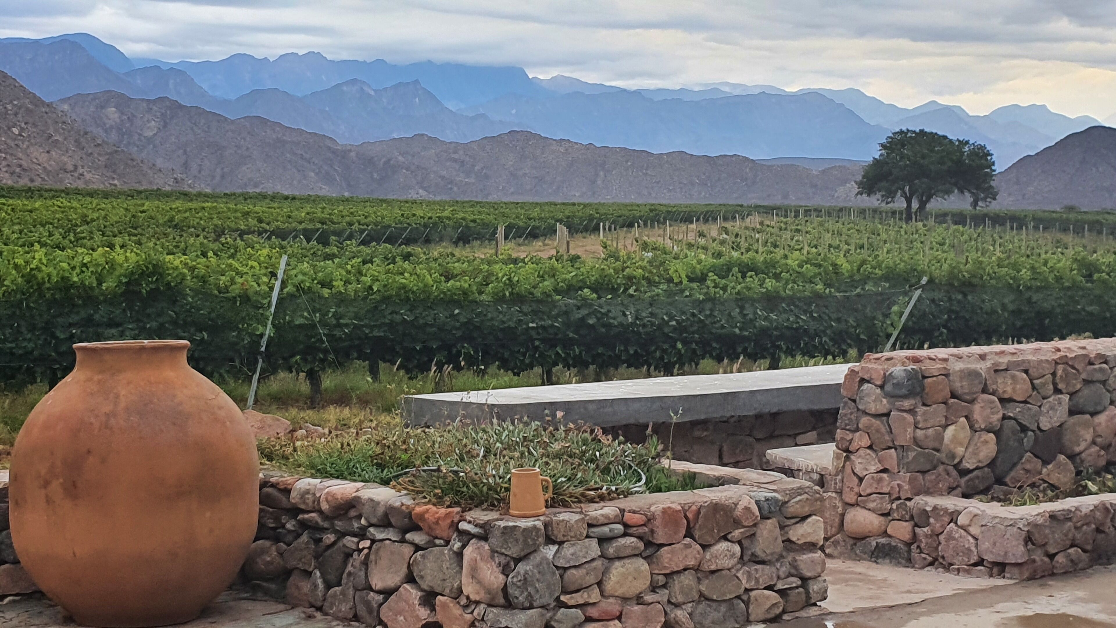 A vineyard with rows of grapevines, a large terracotta pot, and a stone bench.