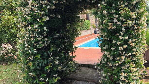 A garden archway with dense foliage and white flowers, leading to a pool area.