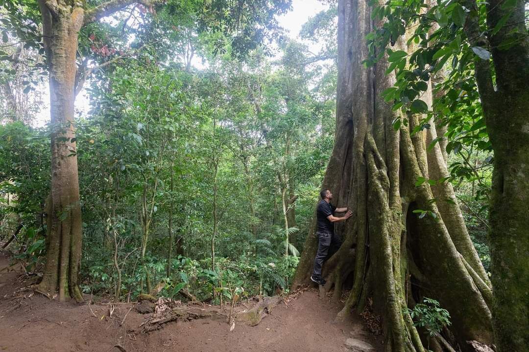Una persona in piedi vicino a un grande albero con radici ramificate in una zona boschiva.