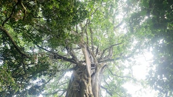 花園