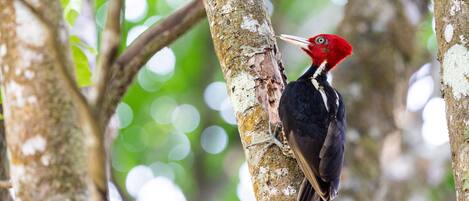 A bird perched on a tree branch.
