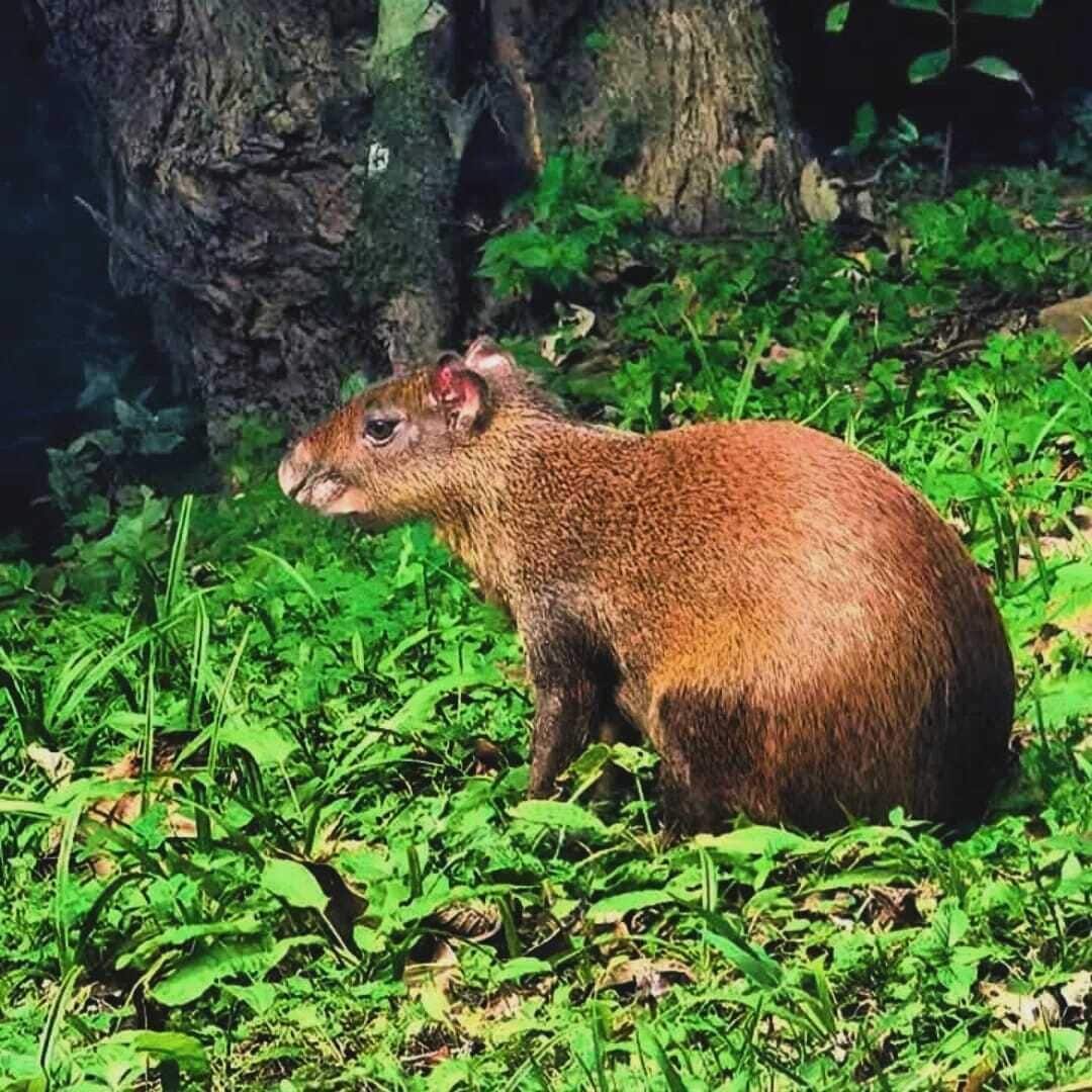 Un animal marrón sentado sobre hierba, con un árbol al fondo.