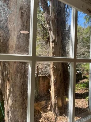 Interior - Eucalyptus retreat by the creek (San Anselmo)