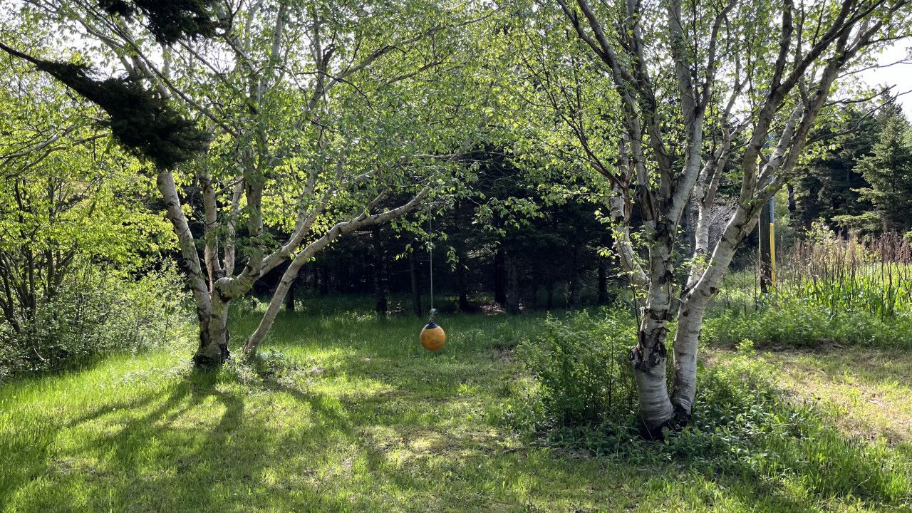 Uma área natural ao ar livre com árvores e um campo gramado.