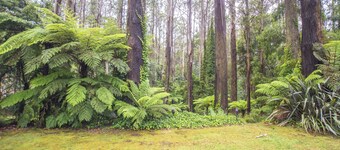 The Grand Lodge: Private rainforest with river