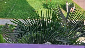Un parque con césped verde, árboles y un camino. Se observan edificios al fondo.