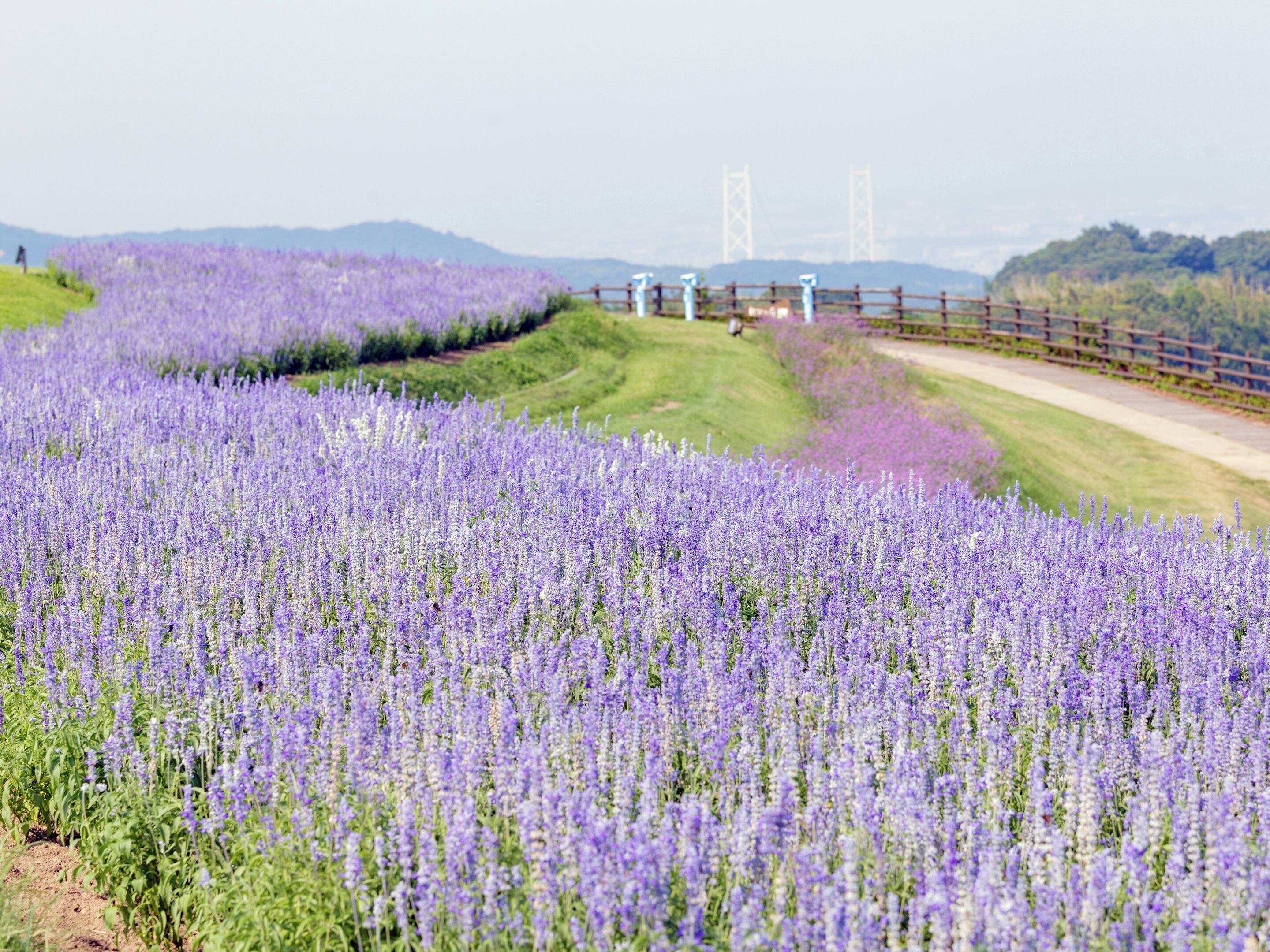 A lavender field with a wooden fence and a road in the background.