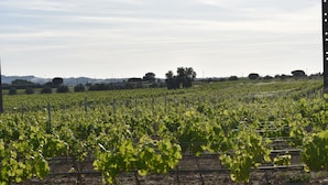 A vineyard with rows of grapevines. - Casa Trincadeira – Retreat with Private Jacuzzi Among Vineyards and Views of Palmela Castle (Palmela)