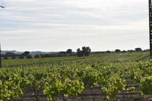 A vineyard with rows of grapevines. - Casa Trincadeira – Retreat with Private Jacuzzi Among Vineyards and Views of Palmela Castle (Palmela)