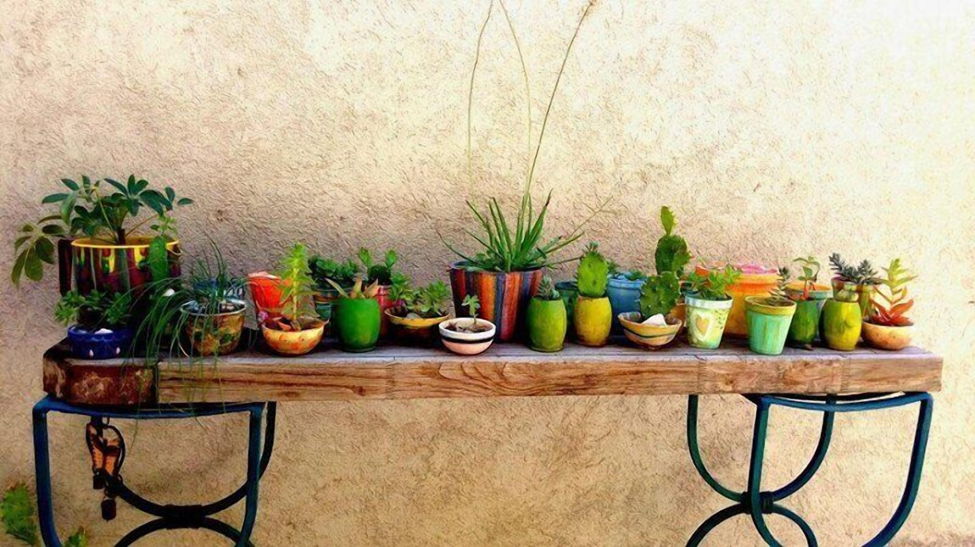 Una mesa de madera con diversas plantas en macetas.