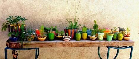 Una mesa de madera con diversas plantas en macetas.