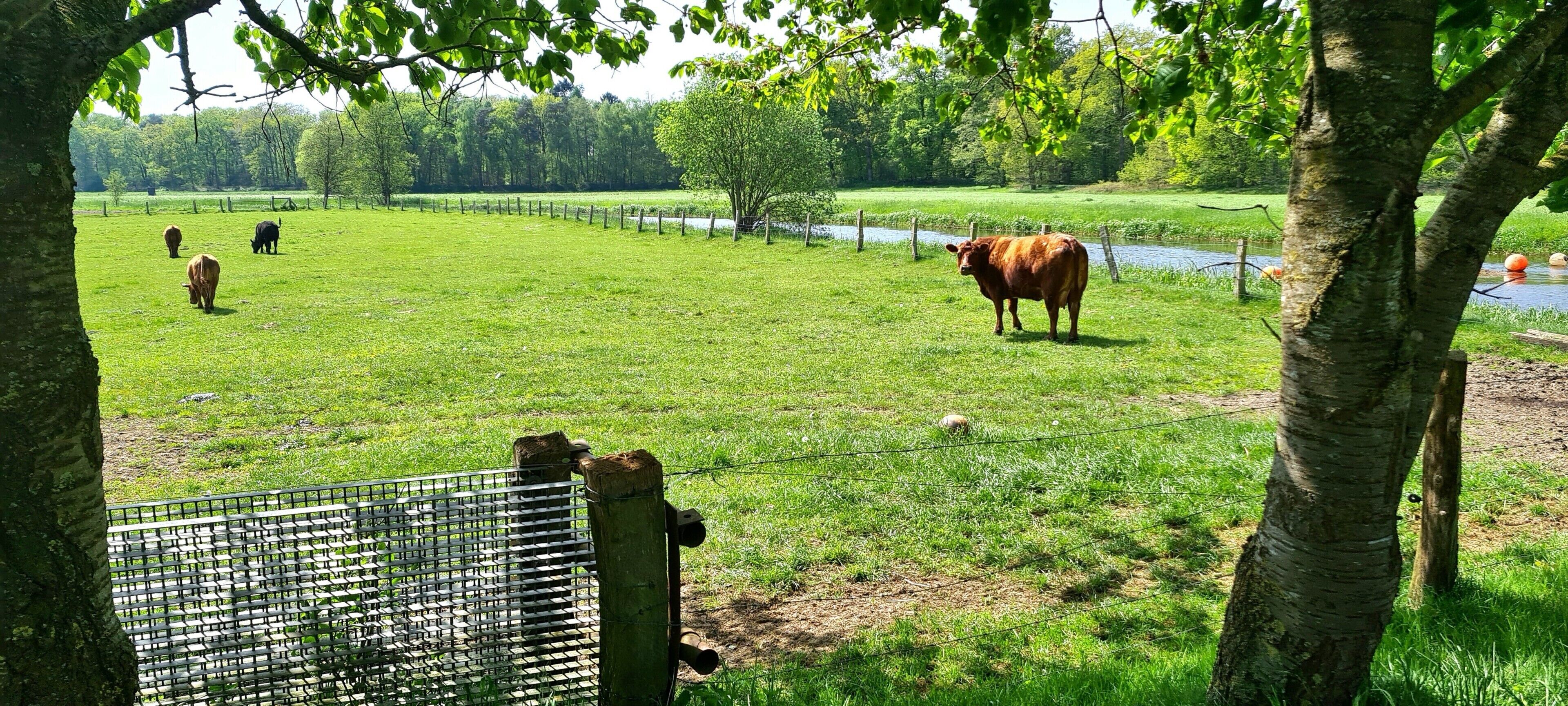 A fenced pasture with cows grazing, trees, and a water body.