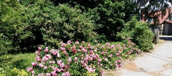 Holiday home in the Black Forest: Holiday home 265 sqm, 1-5 bedrooms, 2-14 persons, garden