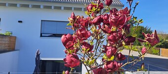 Appartamento 'Stegmann Horn' con terrazza privata e Wi-Fi