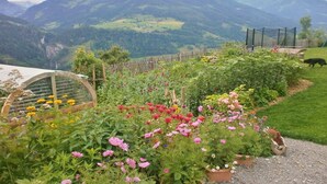 Un jardín con diversas flores y una valla de madera.