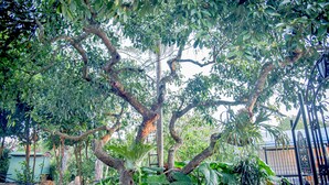 A tree with a thick trunk and dense foliage, surrounded by rocks and other plants. - Memory Lane Accommodation (Tamborine Mountain)