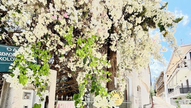 A street lined with cherry blossom trees, a sign for Oelias rooms and apartments, and a sign for a school. - Oelia Rooms & Apartments  (Aegina)