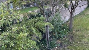 Uma árvore com folhas verdes e amarelas, um muro de pedra e uma área gramada.
