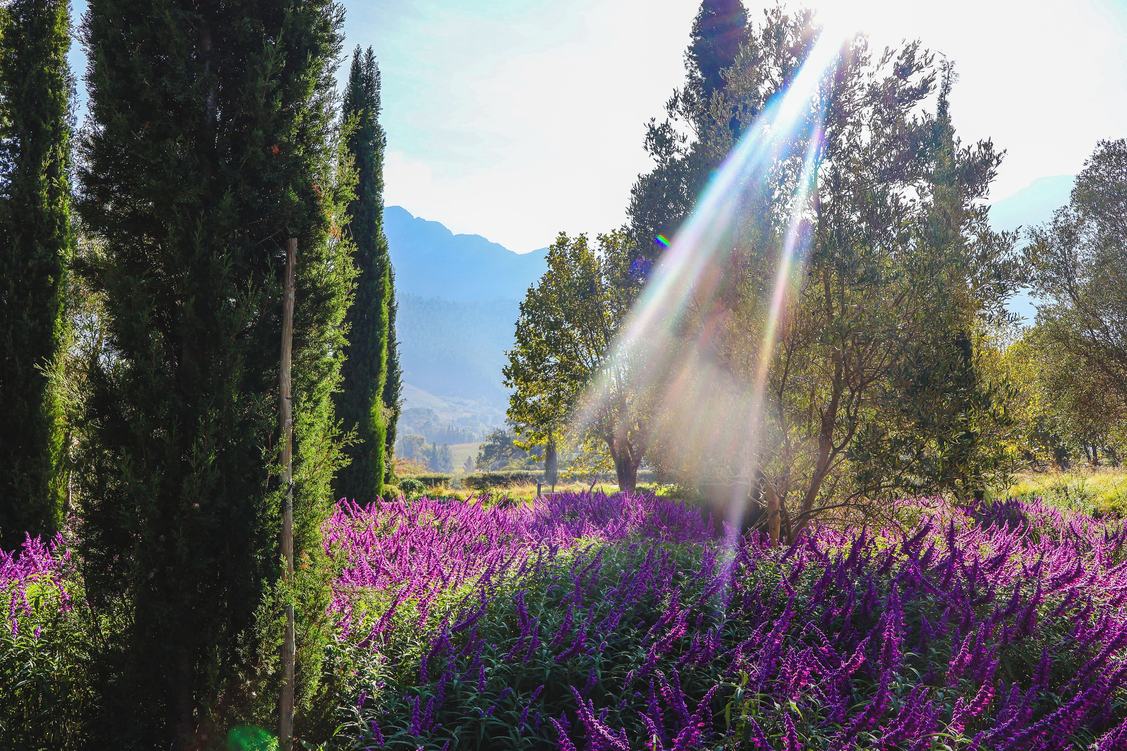 Un champ de fleurs violettes, avec de grands arbres et des montagnes en arrière-plan.